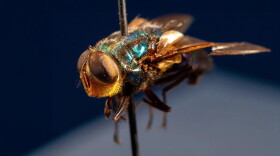 The New Mexico Department of Agriculture on Oct. 15, 2026, reported the state's third and fourth cases of New World screwworm