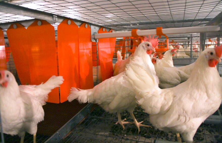 Chickens at the JS West farm in Atwater, Calif., stand in an enriched, or colony, cage system that gives them a darkened area for nesting, in 2011.