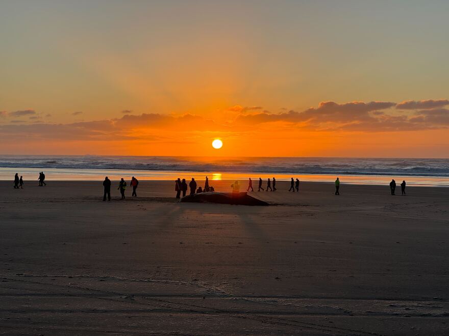 A whale lies on a beach. The sun is setting over the water. People are milling around in the background.