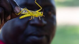 A man in Uganda holds a locust from one of the worst swarms in decades, which has already decimated crops in Kenya and poses a humanitarian crisis in nearby countries like Ethiopia and Somalia.