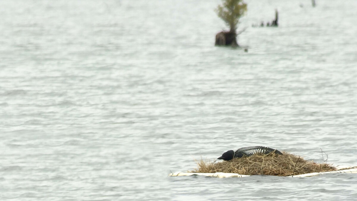 Leave the loons alone, it's nesting season - Vimarsana News