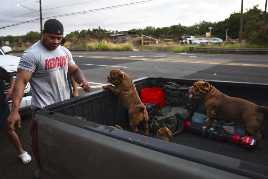 Ewa Beach resident CJ Jasper evacuates his family and their dogs to the side of Kunia Road to escape the tsunami threat Kapolei, Oʻahu, Hawaiʻi, Tuesday, July 29, 2025. (AP photo/Michelle Bir)