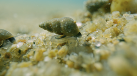 New Zealand mud snail.