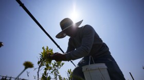 Camilo Martin picks blueberries at the Coopertiva Tierra y Libertad farm Friday, July 7, 2023, in Everson, Wash.
