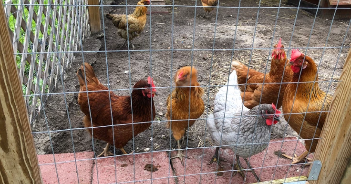 Citizens Lobbying for Urban Chicken Keeping in Charlotte County WGCU