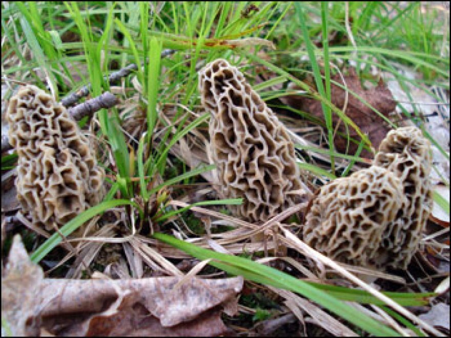 Morel mushrooms spring from the ground in Michigan.