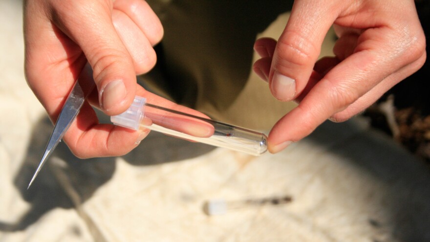 Cantoni collects a female blacklegged tick, the most common species in Connecticut and commonly known as a deer tick.