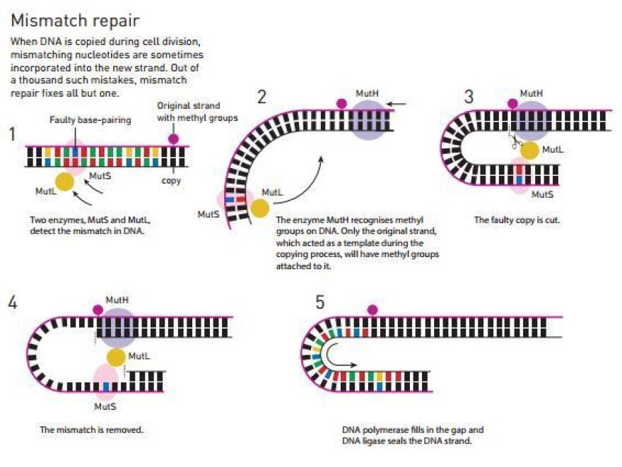 When faced with errors in genetic information brought on by cell replication, Paul Modrich showed that the cells use a process called mismatch repair to reduce problems.