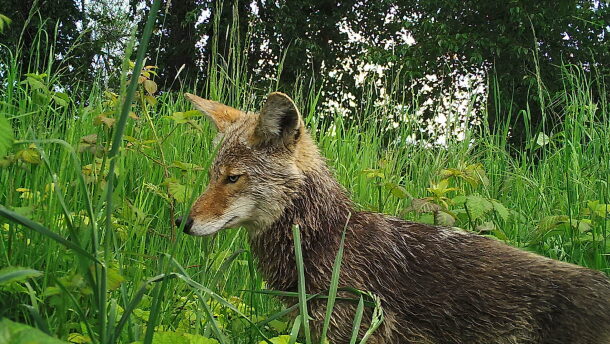 A coyote in foliage. 