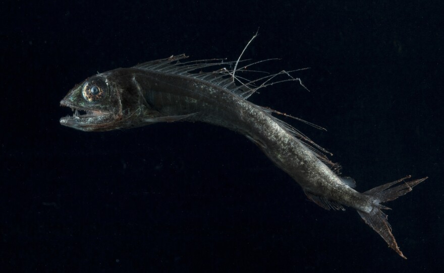 Researchers found plastic in the stomachs of one out of every three lancetfish they studied.