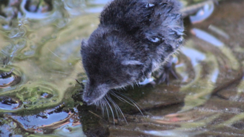 A small grey shrew with long whiskers and an extended snout perches on a small rock in a stream.
