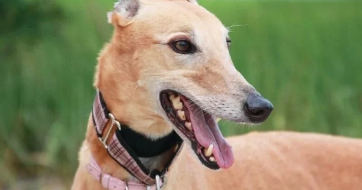 Screwworm scare in Texas, New Mexico leads to Florida mandating blockage of shelter pets