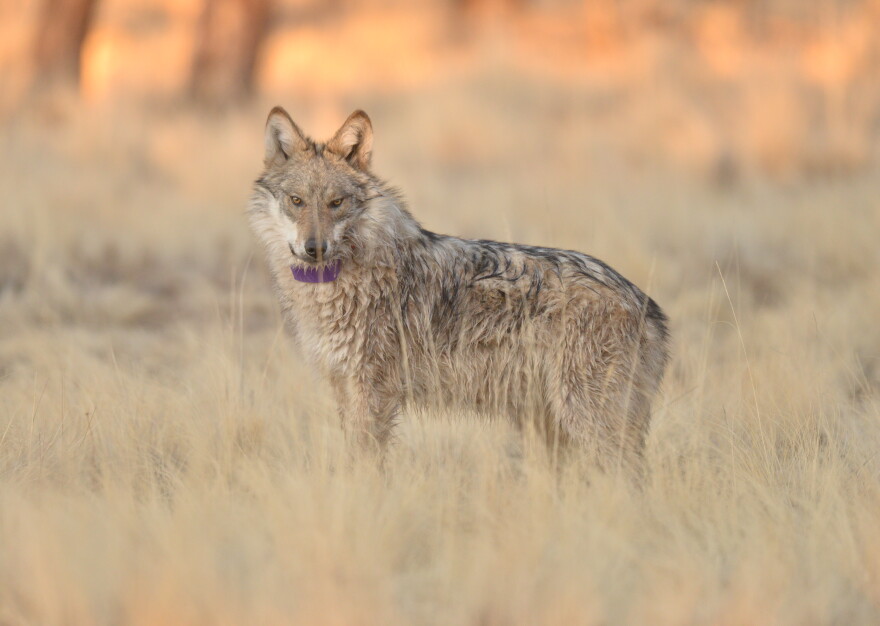 Wolf Collared Movement Wildlife officials plan to capture two Mexican wolves seen near Flagstaff
