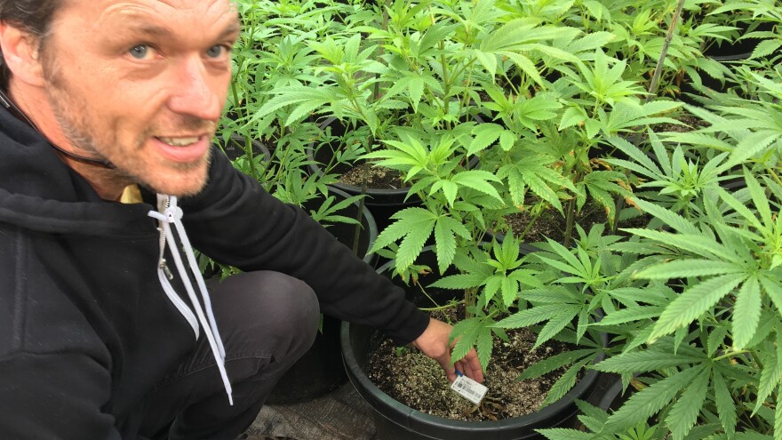 Jeremy Moberg, of CannaSol Farms, shows the state-mandated tags that are meant to track all legal marijuana plants.