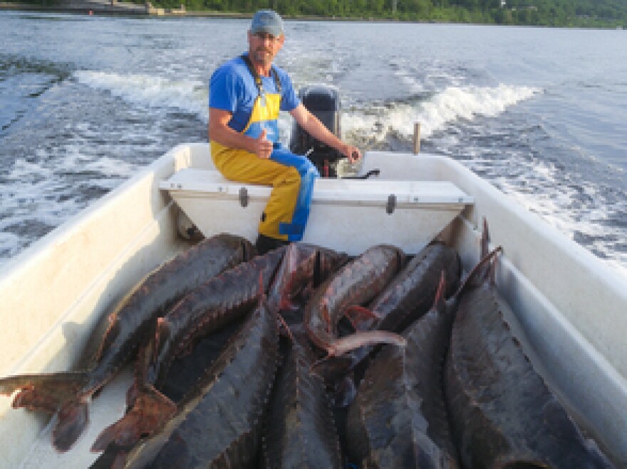 Sturgeon fisherman Bill Ford has filled Ceapa's boat, "Sturgeon Queen," with his morning's catch: a few gillnets full of wild, six- to eight-foot long Atlantic sturgeon from the St. John River.