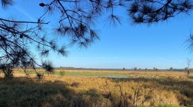 The North Florida Land Trust hopes the conserved land will form part of a wildlife corridor for migrating animals between the Osceola National Forest and the Ocala National Forest.