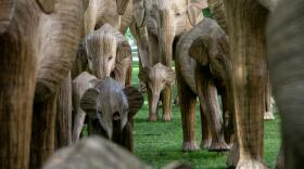 Sculptures of young and mature elephants made from the invasive plant Lantana camara, form a large art installation on Commonwealth Avenue Mall in Boston. (Robin Lubbock/WBUR)