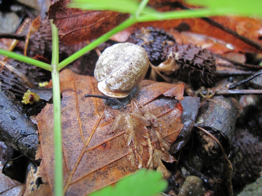 noonday globe snail