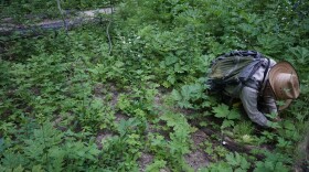Within dense underbrush, a scientist begins to carefully extract a plant with large purple flowers