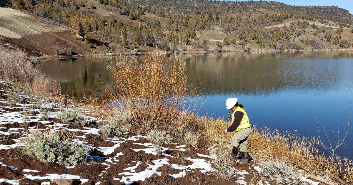 Restoring the Klamath River will take billions of native seeds ...
