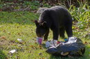 The DWR reminds campers to keep campsites clean to avoid attracting a bear.