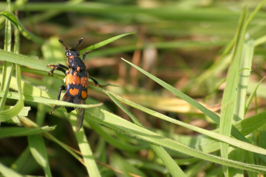 Photo of beetle.