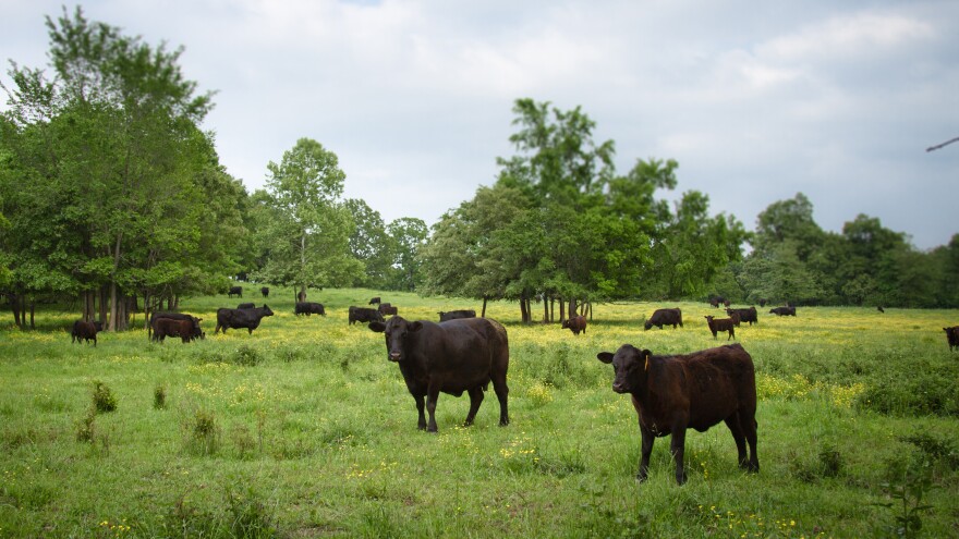 Why Lots Of Grass-Fed Beef Sold In U.S. Comes From Down Under | KUNC