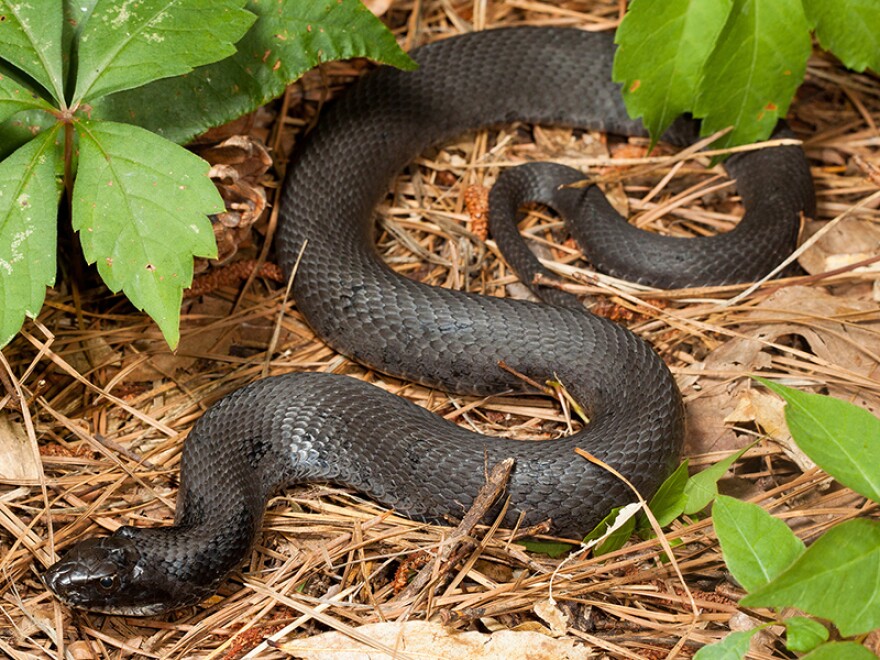 A melanistic Hognose snake.