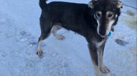 a dog outside in the snow