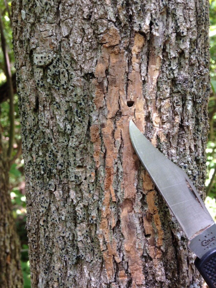 Small holes in the trunk are a sign of the emerald ash borer. 