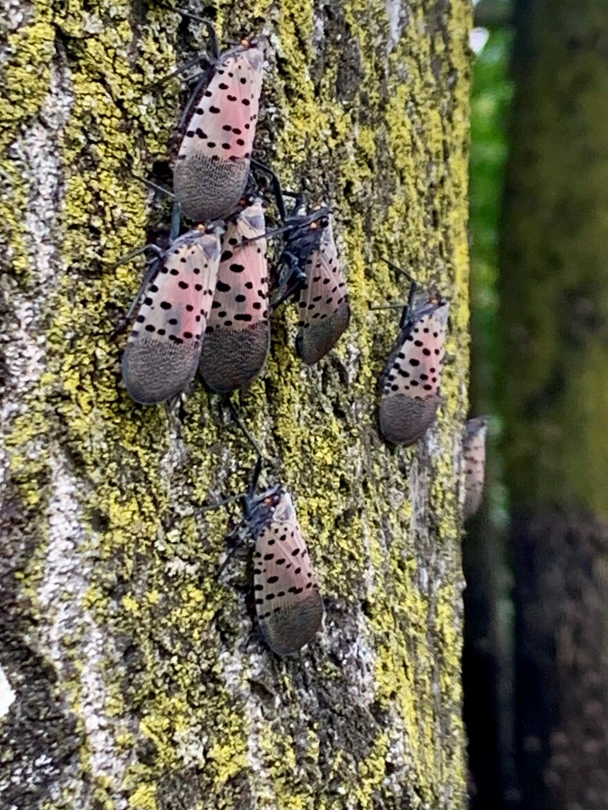 Spotted lanternflies on a tree near Winchester, Virginia on August 17, 2022.