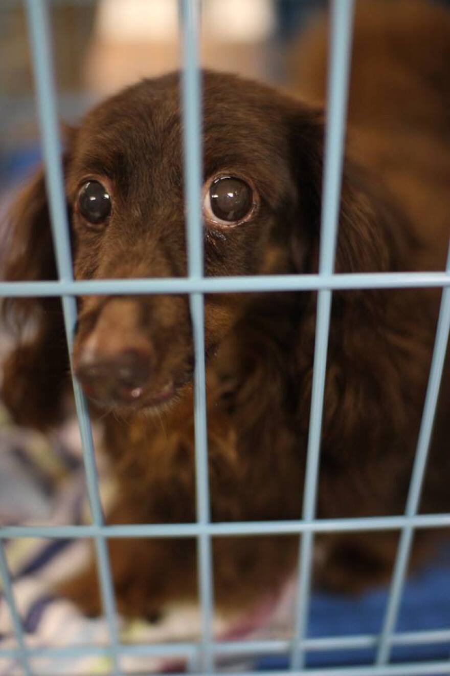 Small dog looks fearful as it stares out of its cage