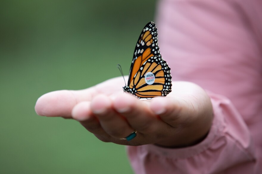 A monarch butterfly sports a tag last September. Tagging these insects helps scientists understand their migration.