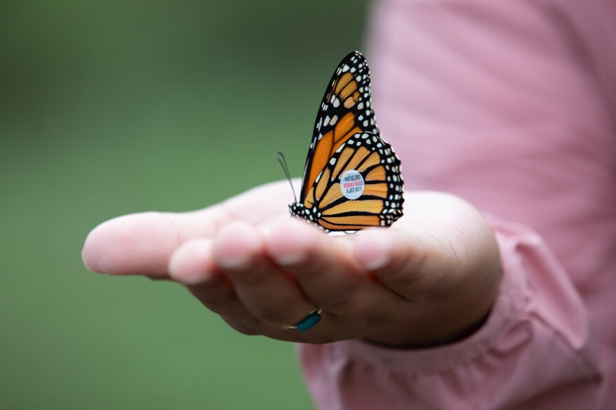 A monarch butterfly sports a tag last September. Tagging these insects helps scientists understand their migration.