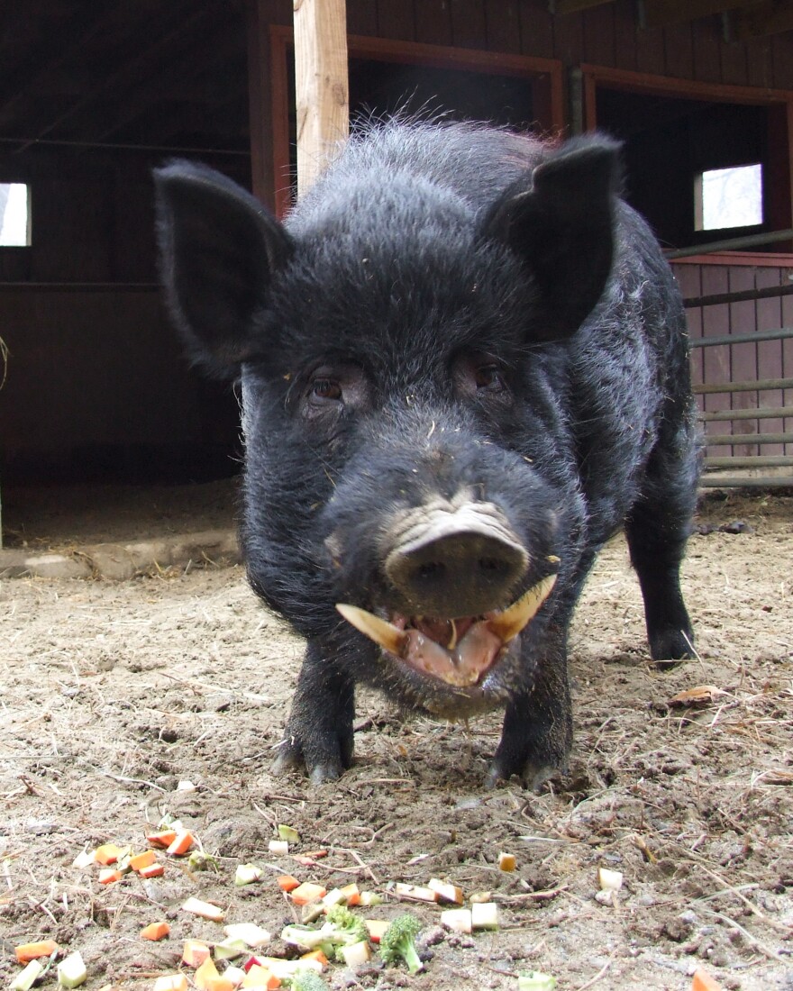 The Guinea hog is a small breed that once produced hams, bacon and lard for farmers in the southeast U.S. But it is now threatened, according to the Livestock Conservancy.