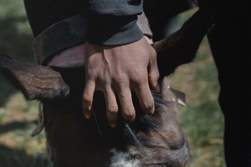 A rider rubs a horse's hair at the Northwestern Stables in Philadelphia, Pa., on March 30, 2024.