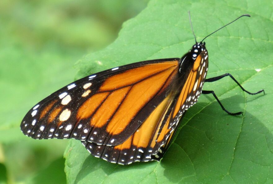 The white spots on a monarch butterfly's wings seem to help it migrate.