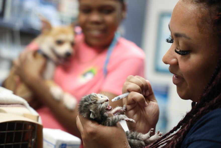 Animal Care Technician Amari Smith uses one hand to try to place the end of plastic dropper into the open mouth of a small gray striped kitten, which has its eyes closed while being held in Smith's other hand. Another staffer is seen in the background holding a medium-sized brown dog.