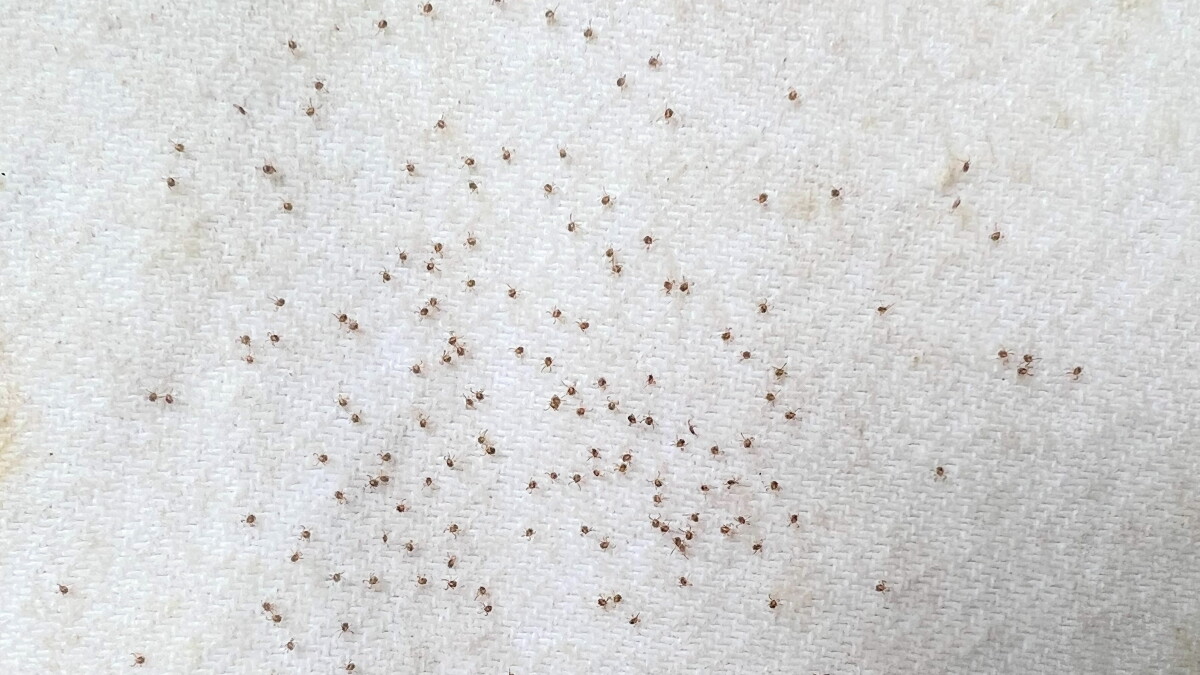 For Lyme Disease Awareness Month, DPH advises Delawareans on ways to stay safe from ticks - Vimarsana News