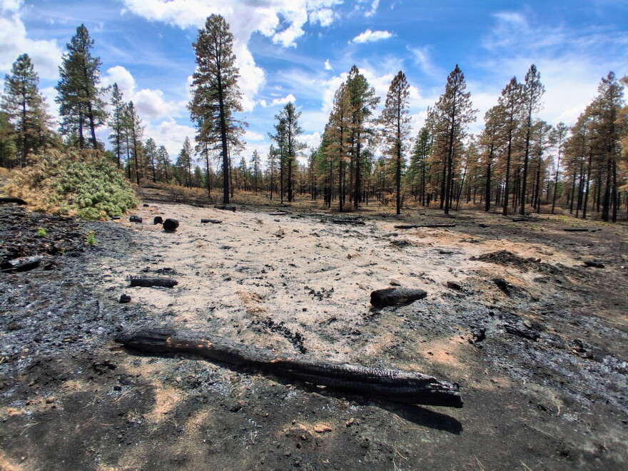 Charred logs and pale, heavily burned soil in a forested area affected by the Ferris Fire, with standing trees in the background.