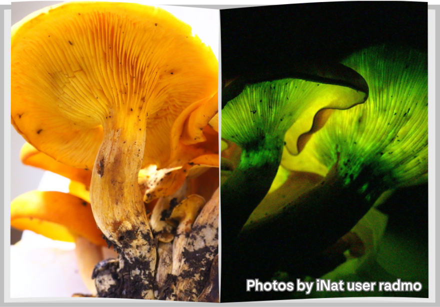 A composite image shows a Jack-o'-lantern mushroom in a lit room and glowing in a dark room. In the lit room, the mushrooms are bright orange with creamy orange stems. In a dark room, they glow with a fluorescent yellow-green light.