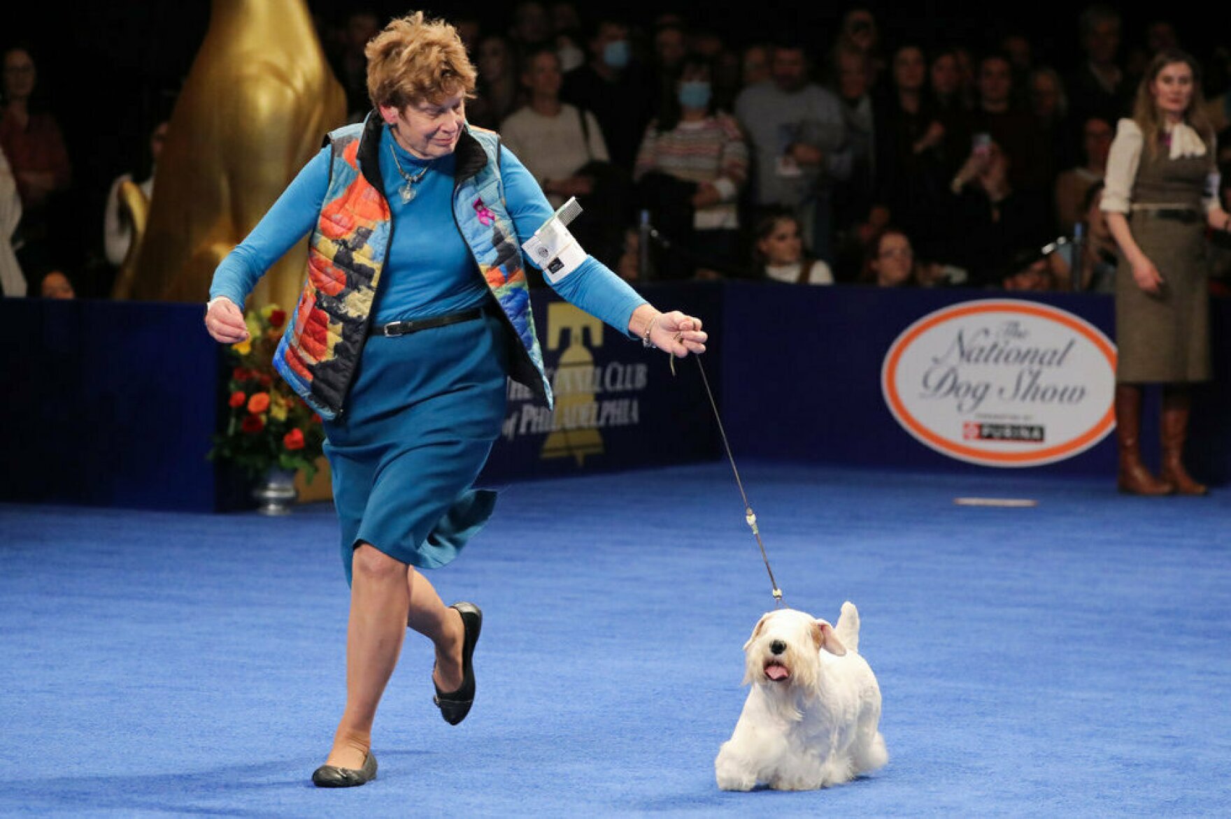 Stache the Sealyham terrier wins the National Dog Show Connecticut Public