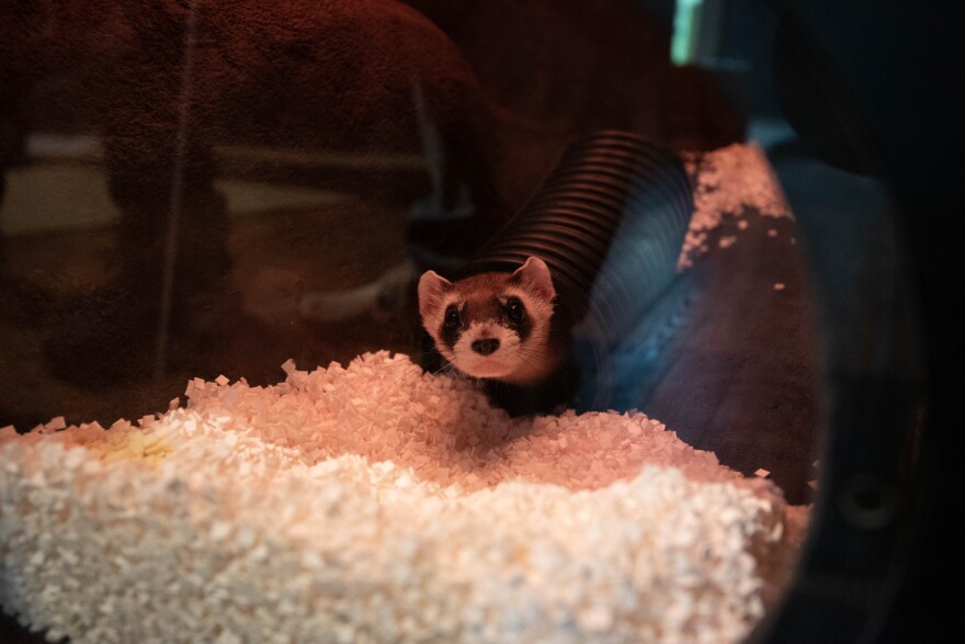 Bandit the black-footed ferret