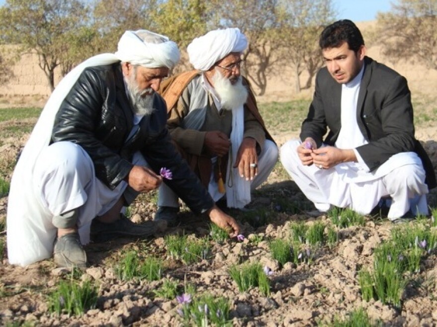 Saffron farmers Haji Zarghon (left) and Haji Ebrahim speak with Abdul Shakhoor Ehrarri, a water applications specialist for Rumi Spice, in Herat Province, Afghanistan during the harvest on Nov. 22, 2014.