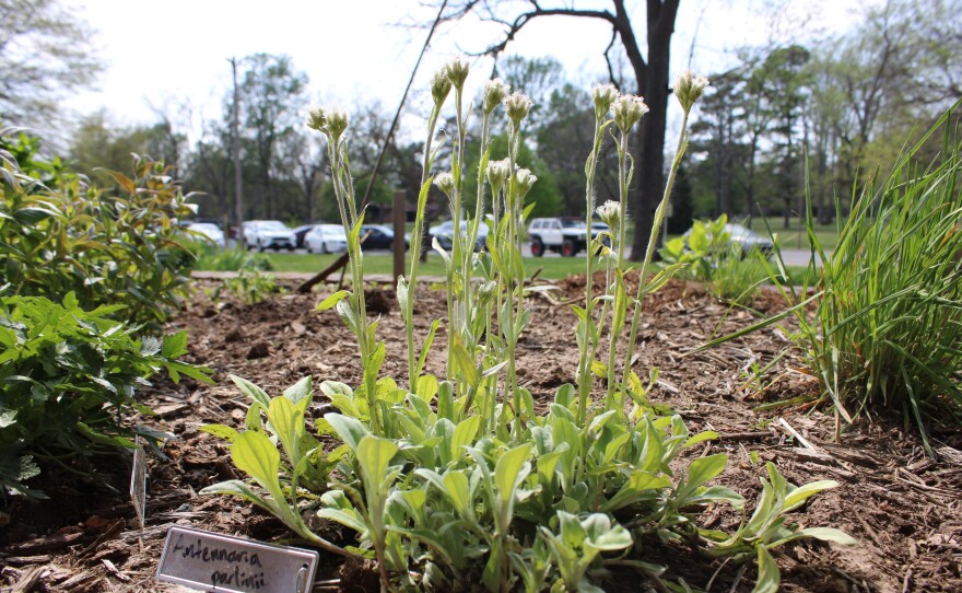 Native prairie pussytoes at the gardens at Phelps Grove Park in Springfield, Mo. in April 2025.
