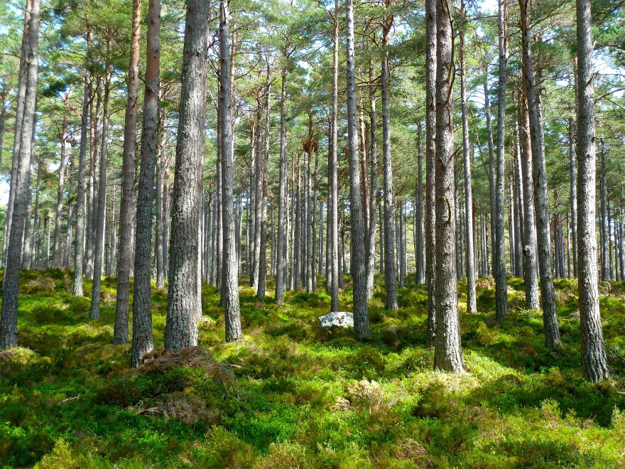 Pine Trees