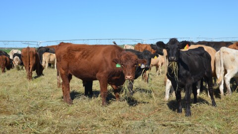 Cattle feed on the Fimbres family ranch in Sonora. They're stuck in the state, as the Mexico-U.S. border remains closed to livestock.
