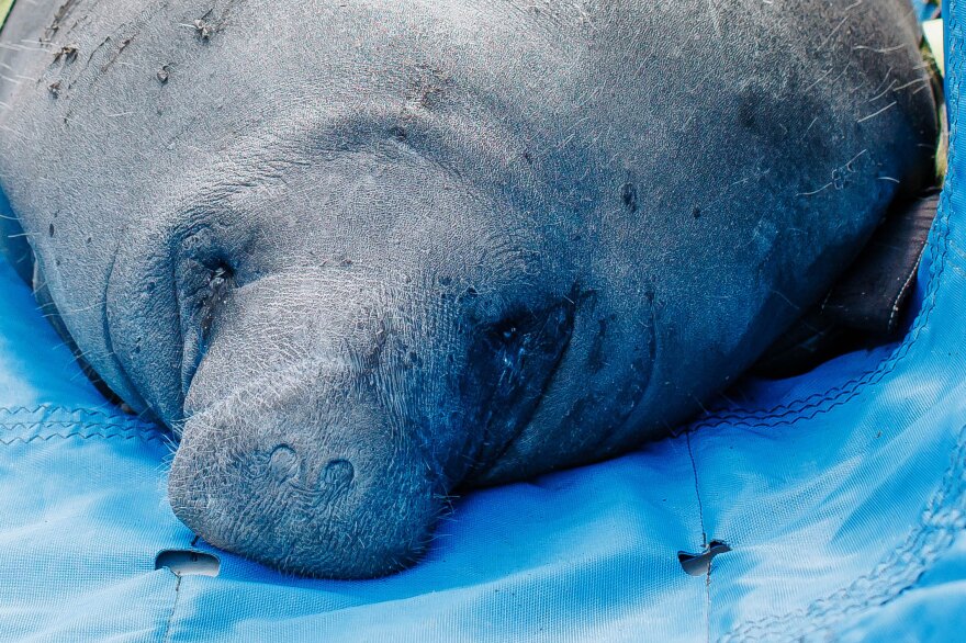 An injured manatee