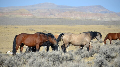 Wild horses roaming public lands in Wyoming. 
