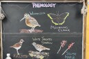 chalk illustrations show a Killdeer, a White-throated Sparrow, a silver maple, a mourning cloak butterfly, and an American Woodcock.